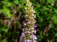 Mücken-Händelwurz Orchidee